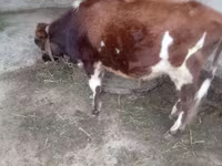 公牛, Swiss cattle — 照片 4