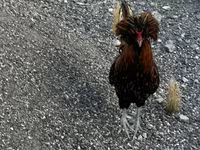 Chickens — photo 1