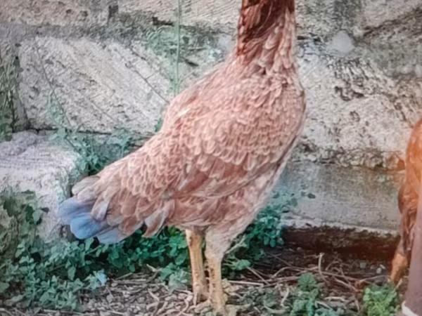 Chickens