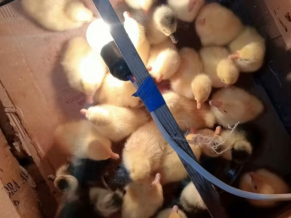 Geese