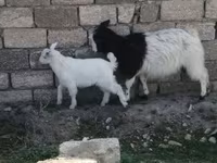 عنزة, الماعز — الصورة 2