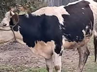 Buğa, Simmental cattle — foto 1