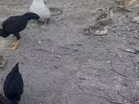 Chickens — Foto 4