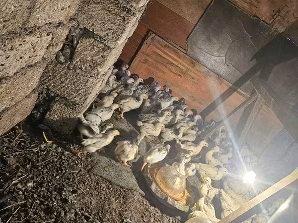 Chickens