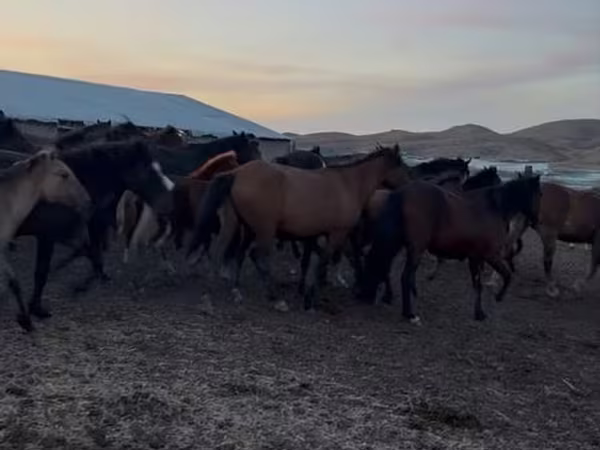 Stute, Kazakh horse