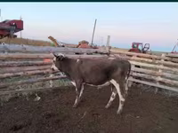 Toro, Ganado vacuno — foto 2