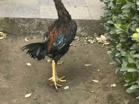 Chickens — 2-rasm