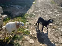Cabra, Cabras — foto 2
