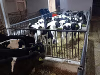 Bulle, Holstein-Rasse — Foto 5