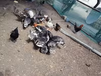 Chickens — फ़ोटो 8