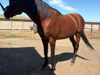 公马, Arabian horse — 照片 3