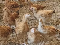 Chickens — फ़ोटो 2