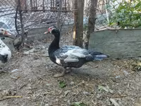 家养麝香鸭 — 照片 3