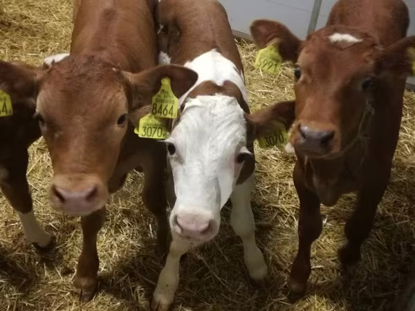 公牛, Limousin cow