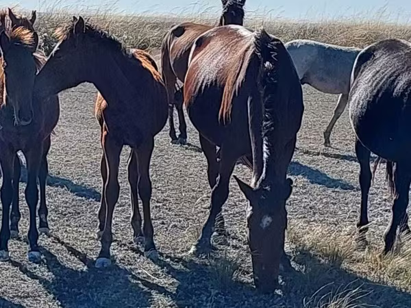 Mare, Arabian horse