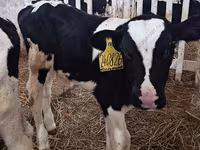 Bulle, Simmental cattle — Foto 2