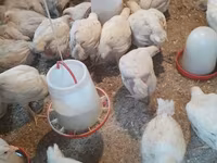Chickens — photo 1