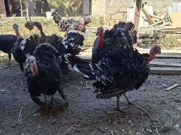 Bürünc