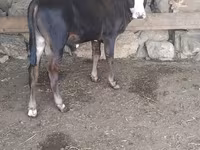 Toro, Ganado vacuno — foto 2