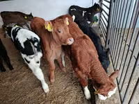 Vaca, Vaca Limousin — foto 2
