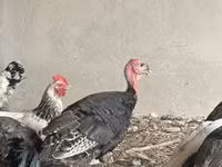 Turkeys — фото 1