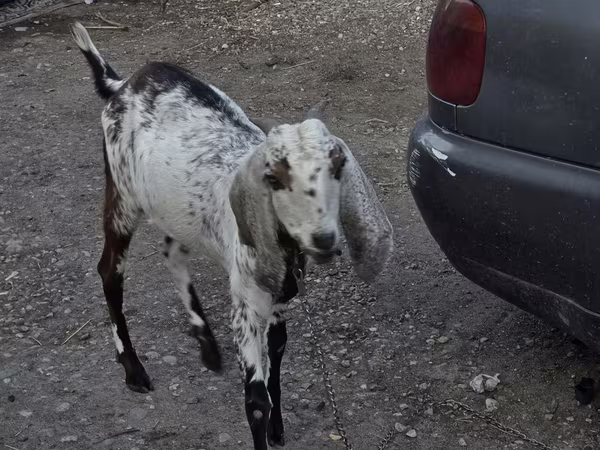 Ziege, Nubian Goat