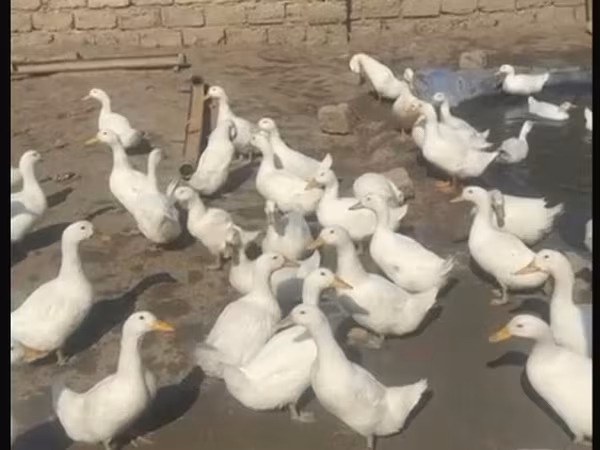 American Pekin