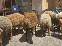 Schaf, Schafe — Foto 4