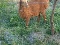 Sheep, Sheep — photo 4