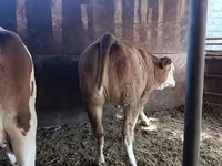 Kuh, Latvian Blue cattle — Foto 8