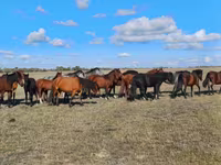 Yegua, Kazakh horse — foto 1
