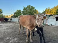 Kuh, Latvian Blue cattle — Foto 3