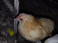 Chickens — الصورة 2