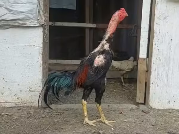 Chickens