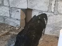 Chickens — Foto 7