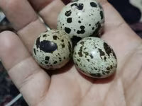 टेक्सास ए एंड एम — फ़ोटो 7