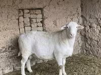 公羊, Dorper sheep — 照片 1