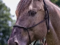 Aygʻir, Quarter Horse — 7-rasm