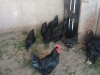 Chickens — 2-сурет