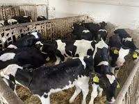 Toro, Raza Holstein — foto 3