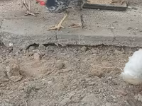 Chickens — 1-rasm