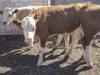 Rinder (Partie, Geschlecht nicht angegeben), Swiss cattle — Foto 3