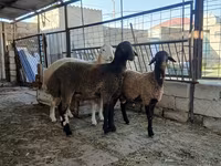 Schaf, Blackheaded Persian sheep — Foto 2