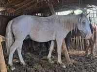 Caballo, Kazakh horse — foto 8