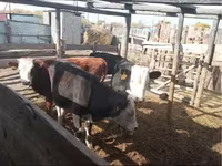 Toro, Simmental cattle — foto 1