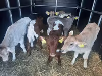 Bulle, Simmental cattle — Foto 2