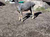 كبش, Edilbay sheep — الصورة 4