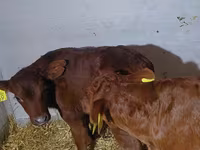Bulle, Simmental cattle — Foto 6