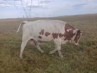 Bulle, Simmental cattle — Foto 3