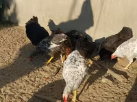 Chickens — 5-rasm
